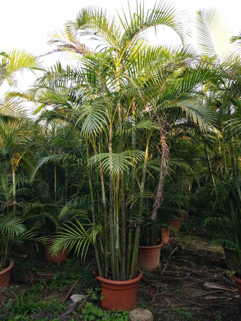 散尾葵,盆景绿植,外型优美